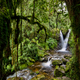 Enocks Falls near Sine Hut, Rwenzori National Park, Uganda.